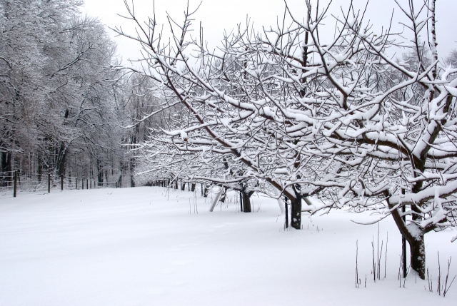  bosques nevados, ¿listo para descubrirlos? 